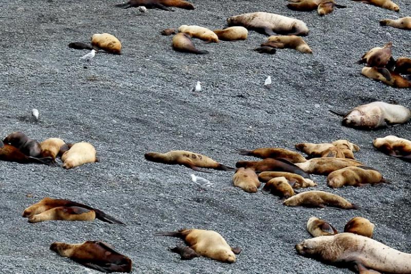 Sea lions sleeping on a beach of black gravel