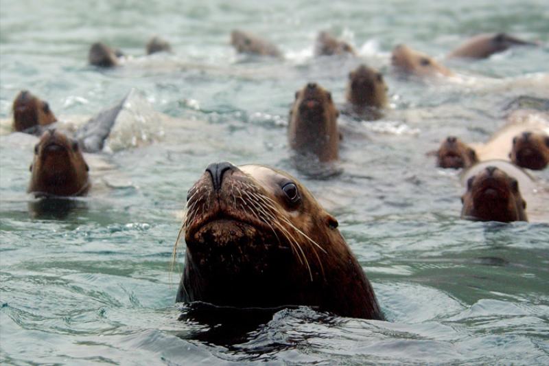 Group of seals swimming in the water. 
