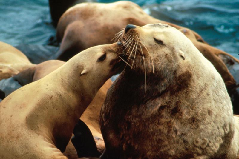 Two adult steller seals 