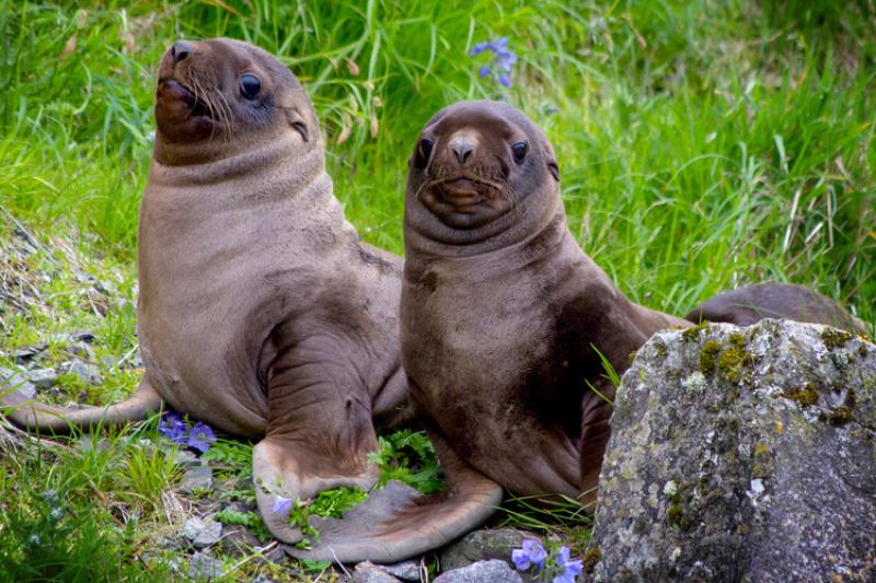 Two sea lion pups on grass 