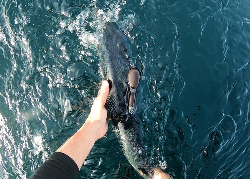 Releasing a tagged salmon in Greenland.