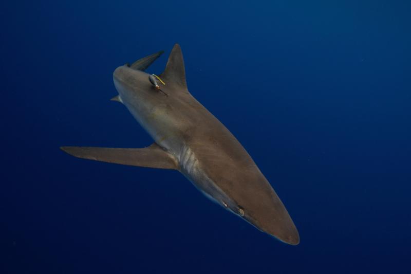 tagged oceanic whitetip shark.jpg