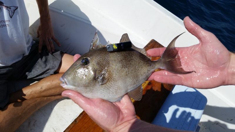 TaggedGrayTriggerfish_4 (1).jpg