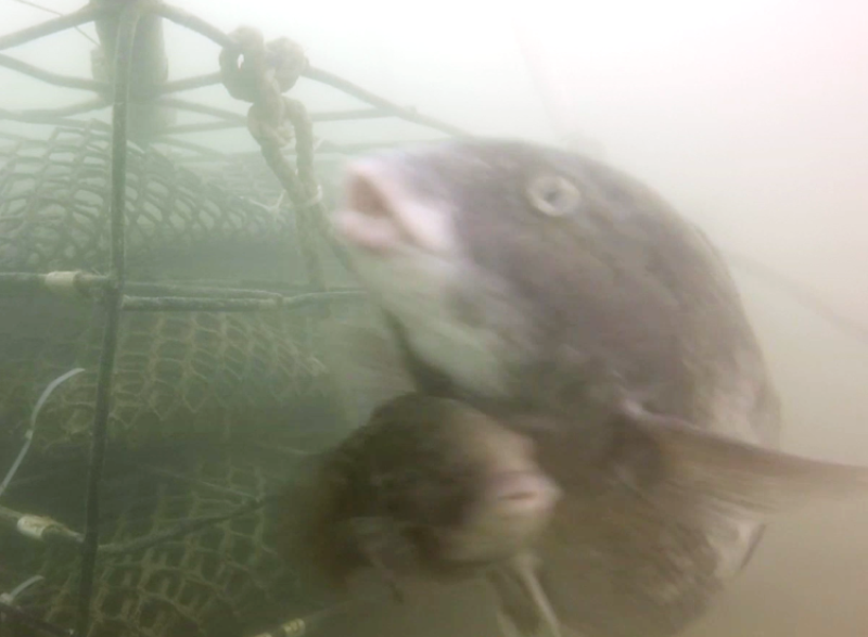  Two tautog swimming near aquaculture gear.