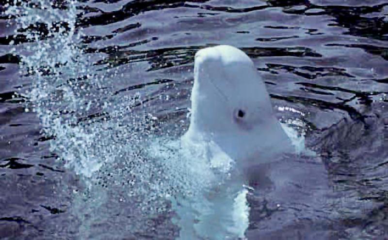 The_Endangered_Beluga_Whales_of_Cook_Inlet.jpg