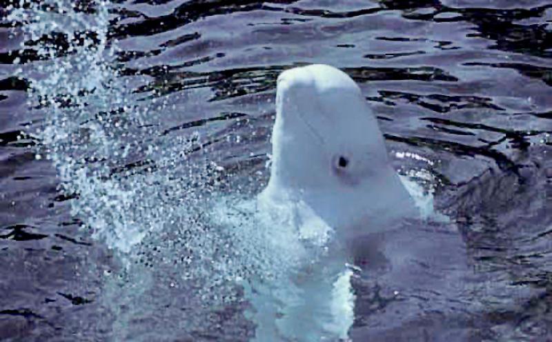 Whale swimming in water 