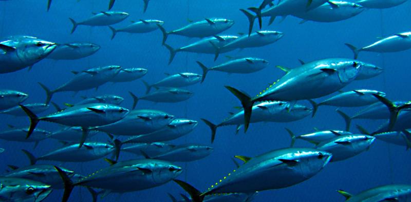 tuna_farmed.jpg
