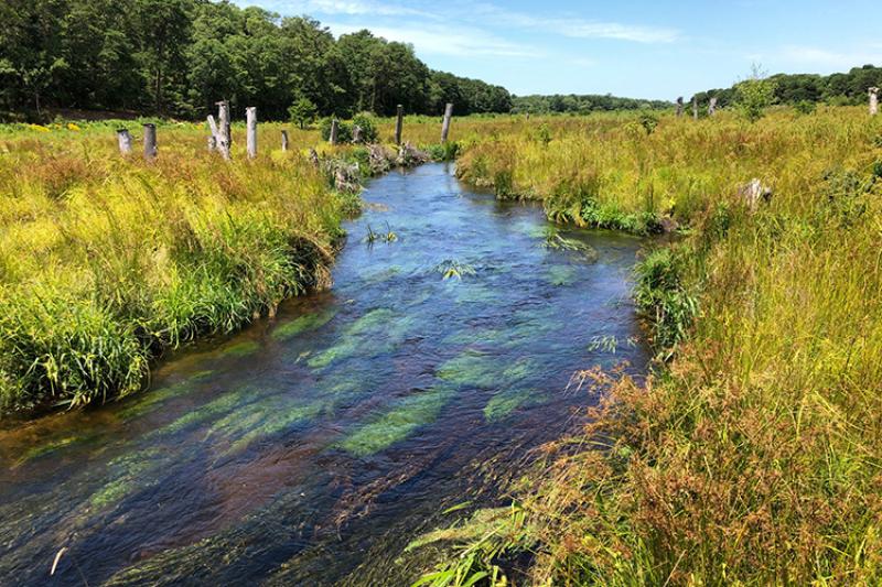 Turek Coonamessett River and Wetland Restoration Falmouth MA_750x500.jpg