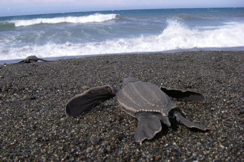 turtle_egg_rescue_01.jpg