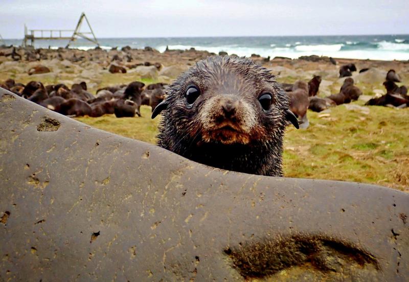 Baby seal with rookery and beach in background