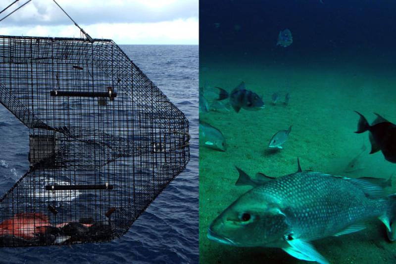 When Estimating Fish Populations, Seeing is Believing