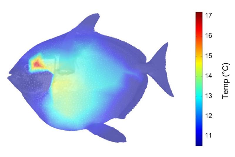 Wegner et al_opah heat map_2015.jpg