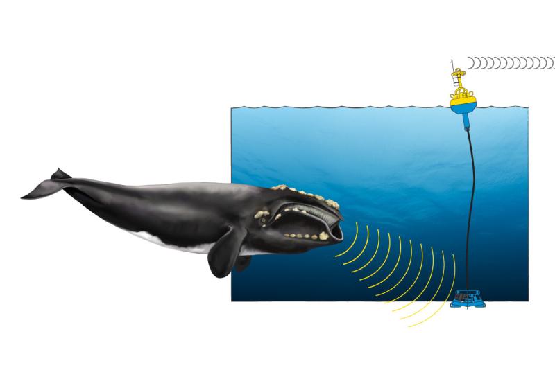 whale-buoy-comic-web_454233.jpg