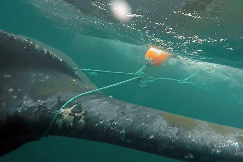 whale-entanglement.jpg