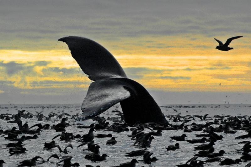 Whale's tail poking out of the water with sea birds on the water surrounding the whale with sunset in background. 