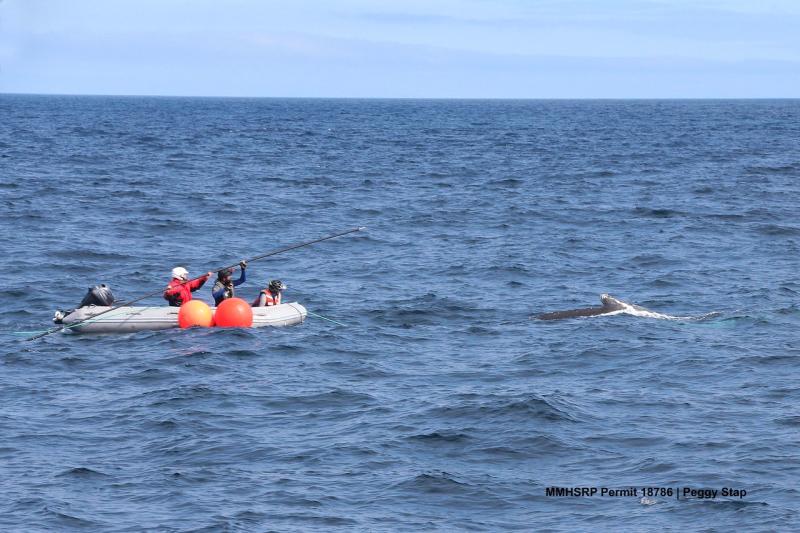whale_pole_02.jpg