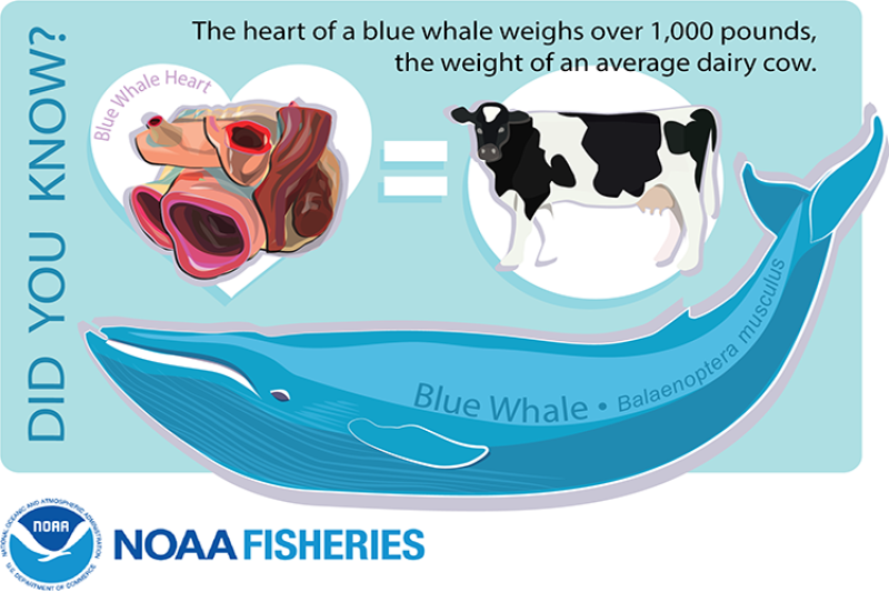 The Big-Hearted Blue Whale | NOAA Fisheries