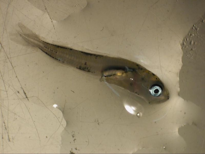 Baby fish with blue eyes in water