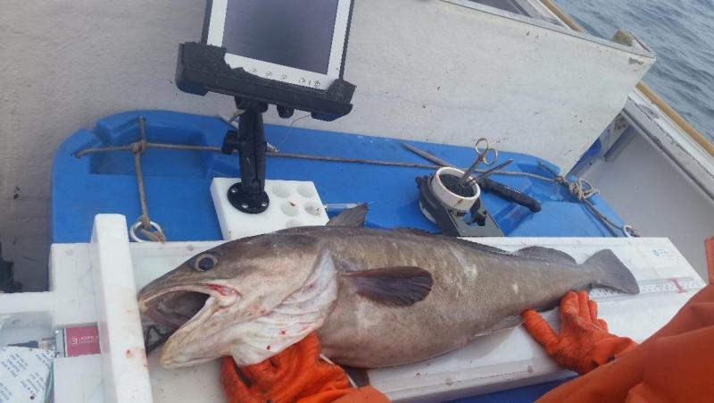Electronic measuring board being used to size a white hake.