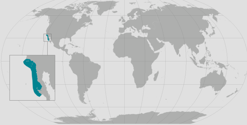Global range map for white abalone showing range is in southwestern part of North America.