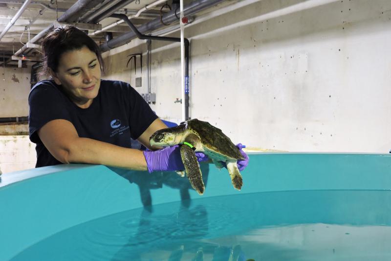 Vet in purple gloves placing a turtle back into its tank.