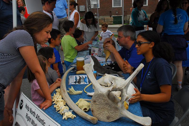 Table with whale bones and information hosted by NOAA staff during the Woods Hole Stroll. 