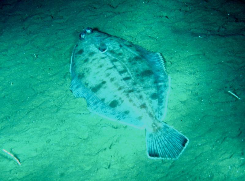 witch_flounder_600.jpg