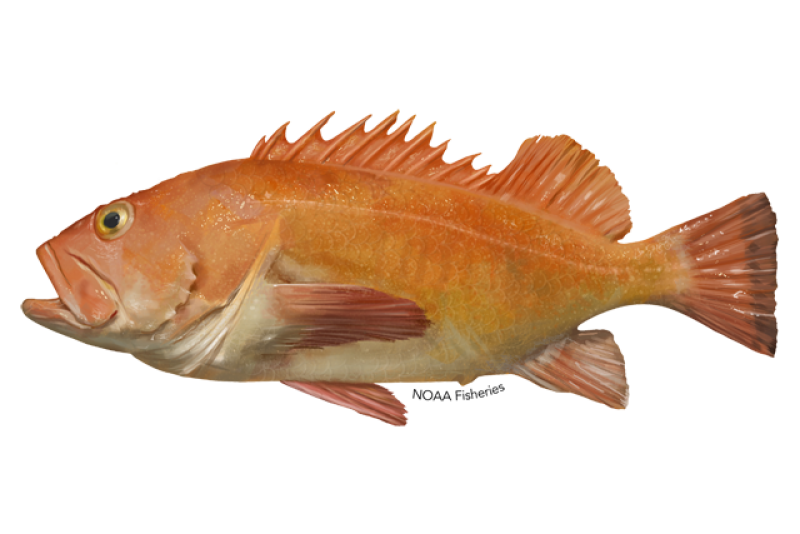 yelloweye-rockfish.png