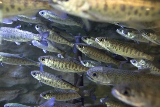 Young fish swimming.