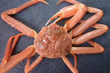 Close-up photo taken from above of an Alaska snow crab