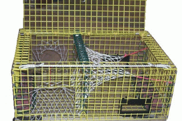 Yellow lobster trap with colorful netting inside