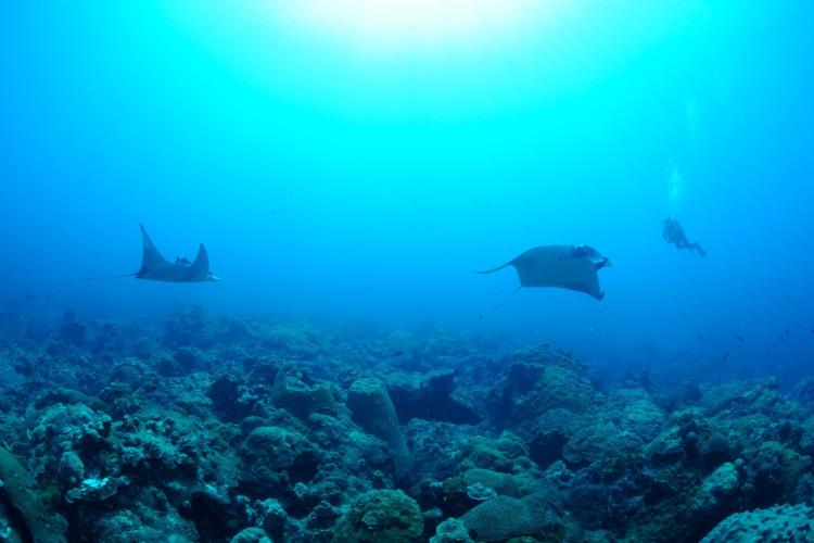 Researchers at Flower Garden Banks National Marine Sanctuary diving with two giant manta rays.