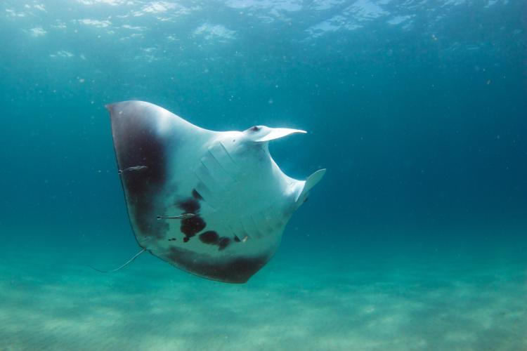 Gillie_ Pate.jpg Photograph showing ventral side of manta ray named Gillie, taken by Jessica Pate, Marine Megafauna Foundation. All research activities conducted under FWC permit.